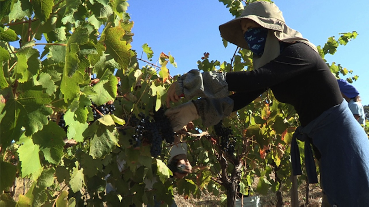 Vignerons du bout du monde