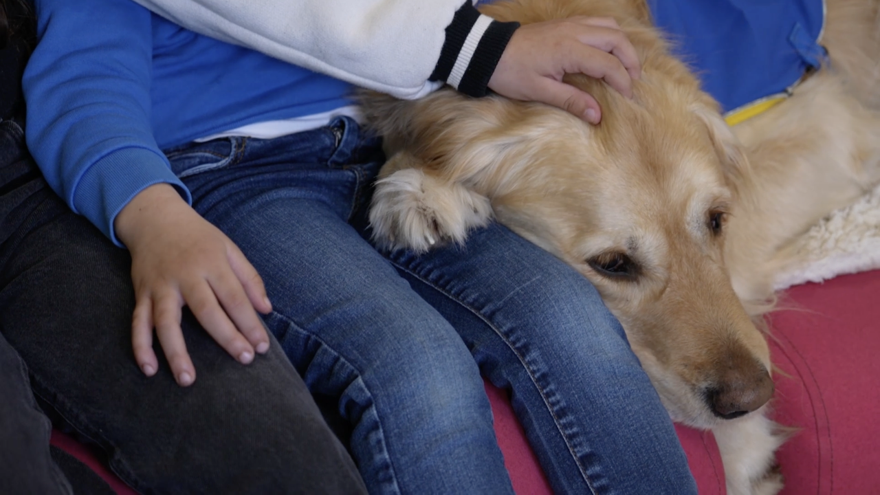 Nos chiens, ces h&eacute;ros