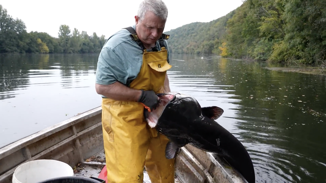 Le silure : Monstre des rivi&egrave;res ou mal aim&eacute; ?
