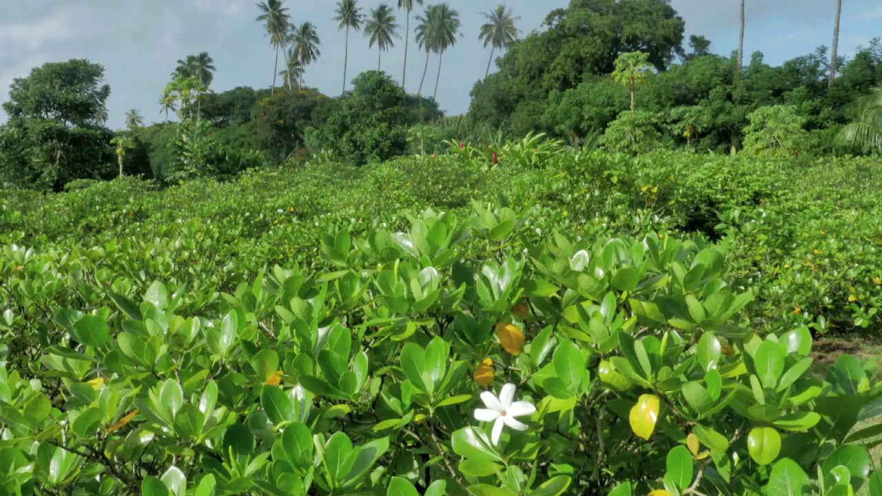 Mono&iuml; : le tr&eacute;sor de Tahiti