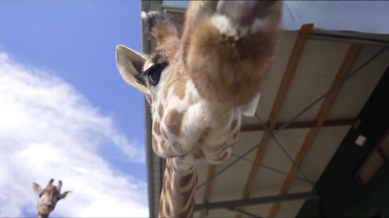 La magie des naissances au zoo