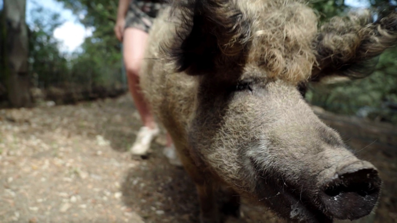 Un cochon d'exception
