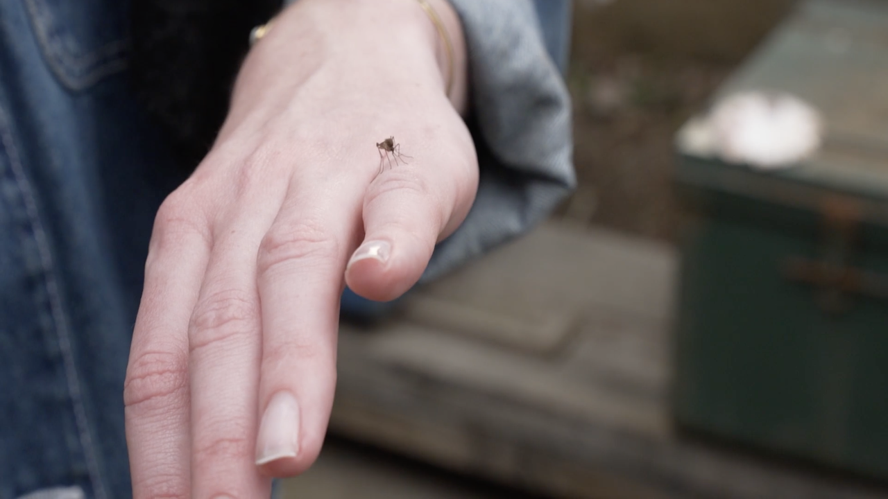 Moustiques : un printemps qui pique !
